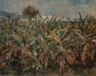 Bananenfeld